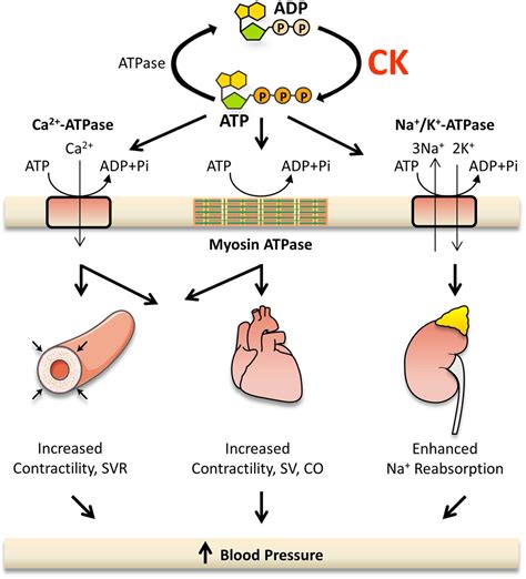 Creatine Kinase (Blood) 